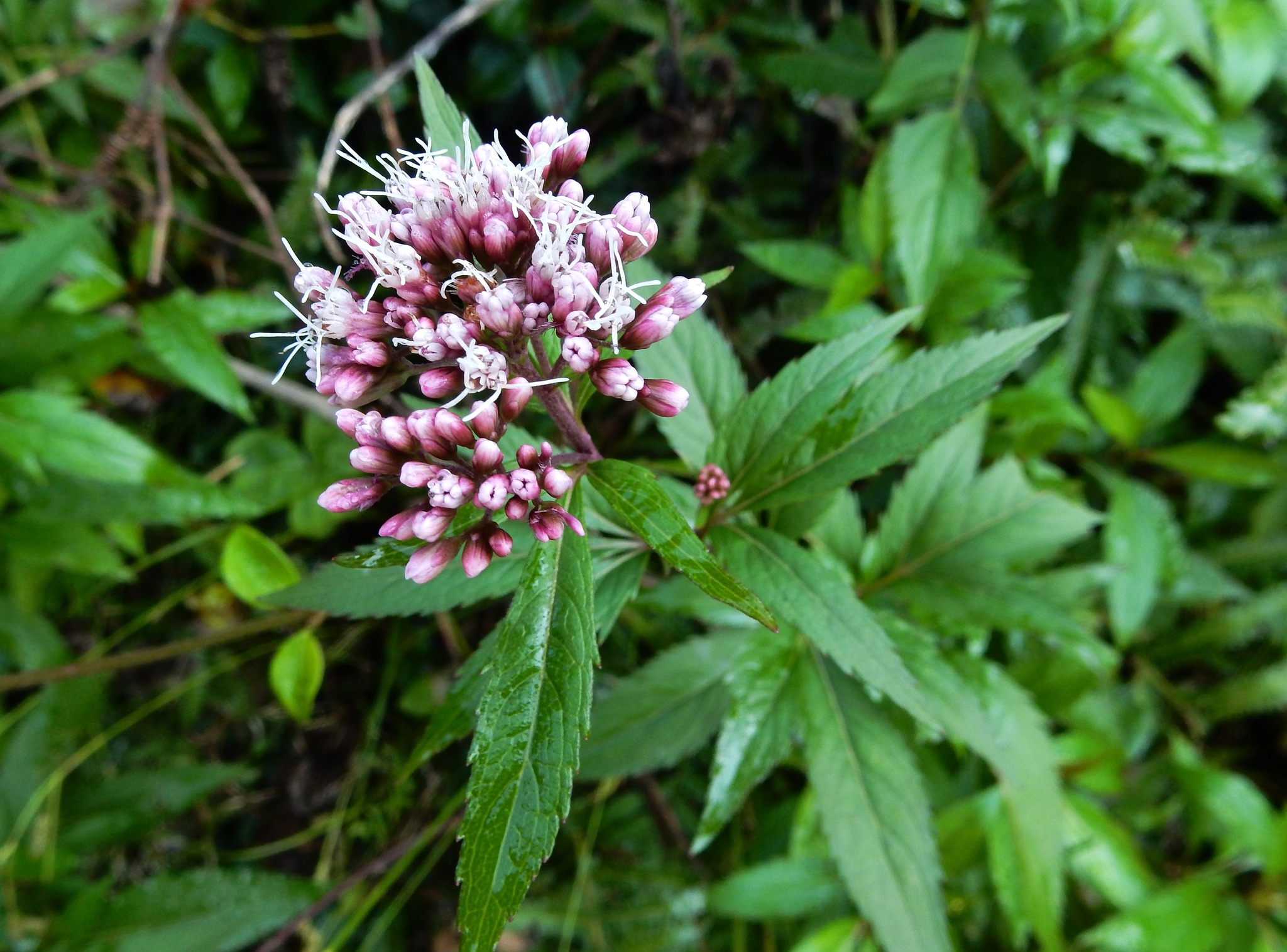 409．《ツルフジバカマ（蔓藤袴）》 | ニッセイ緑の財団ニュース